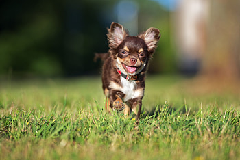 Chihuahua in , Captivating , Cute and charming, Stunning visuals HD wallpaper