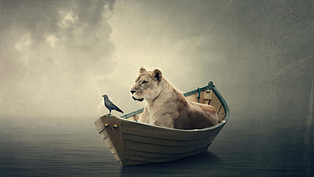 Lion Boat , lion, boat, manipulation HD wallpaper