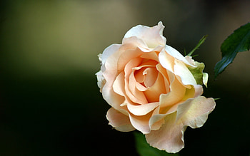 Plants, Flowers HD wallpaper