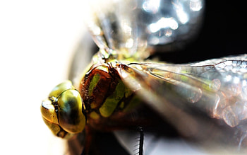 Macro, Light, Eyes, Insect, Light Coloured HD wallpaper