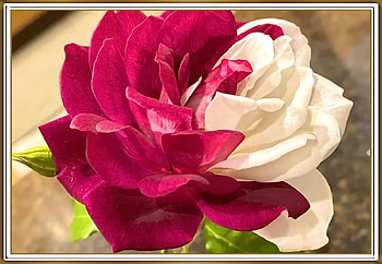 STUNNING ROSE, NATURE, ROSE, STUNNING HD wallpaper