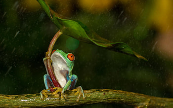 Redeye frog, animal, rain, cute, water drops, frog, redeye, green, funny, leaf, lotus HD wallpaper