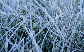 Plants, Winter, Grass, Background HD wallpaper