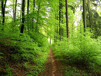 Green way, trees, grass, forest, green HD wallpaper