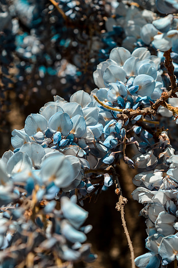 Flowers, Plant, Macro, Branch, Spring HD phone wallpaper