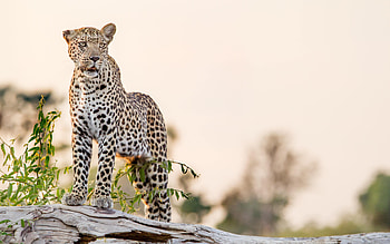 Animals, Rock, Leopard, Predator, Big Cat, Sight, Opinion HD wallpaper