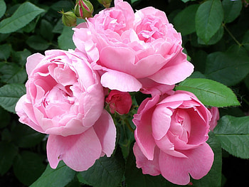 Flowers, Roses, Bush, Greens, Garden, Buds HD wallpaper