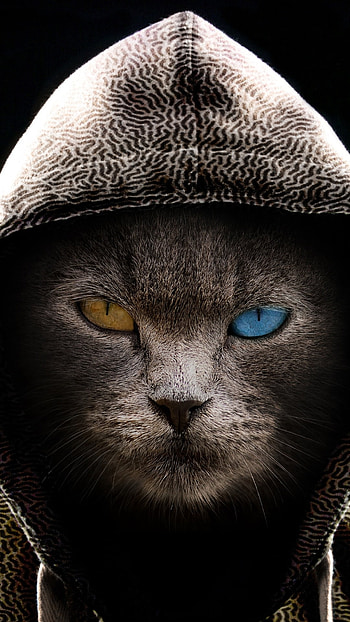 Cool Cat, heterochromia, hoodie, cat, graphy, manipulation HD phone wallpaper