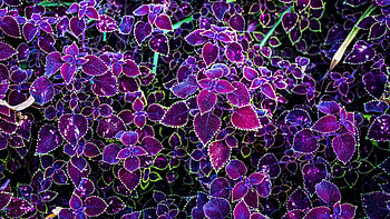 Coleus, plant, nature, flower HD wallpaper