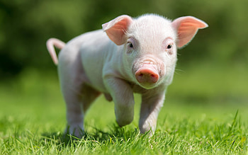 little pink pig, green grass, piglet, little pig, funny animals, pig, farm HD wallpaper