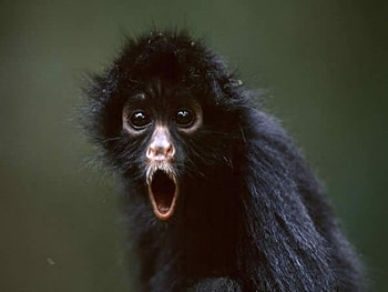 Blackfaced Spider Monkey, nature, black, monkey, wild HD wallpaper