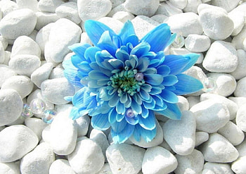 Blue Flower, blue, white, pretty, flower, beautiful, nature, rocks, rock garden HD wallpaper