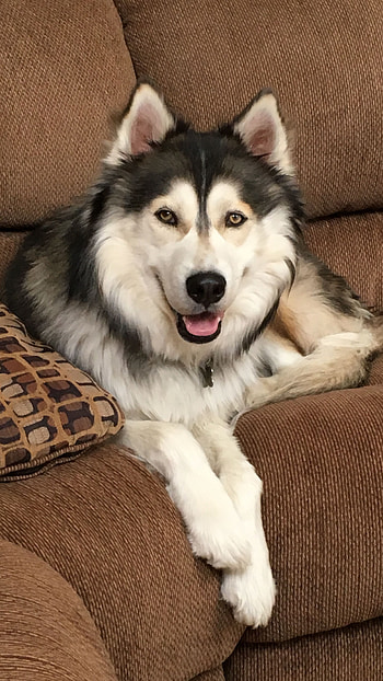 Husky Dog, Pet, Dog HD phone wallpaper