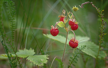Forest Strawberries, Latvia, forest, macro, strawberries HD wallpaper