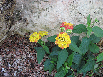 Flowers Rejuvenate life 30, graphy, yellow, green, Flowers, garden, orange HD wallpaper