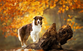 Australian Shepherd, animal, Dog, Shepherd, Australian HD wallpaper