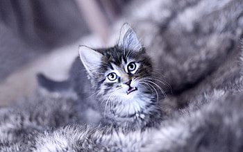 Animals, Cat, Fluffy, Kitty, Kitten, Muzzle, Scream, Cry HD wallpaper