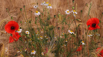 Wildflowers, poppies, petals, chamomile, blossoms HD wallpaper