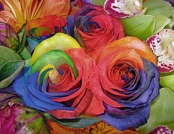 Rainbow roses, roses, 3d HD wallpaper