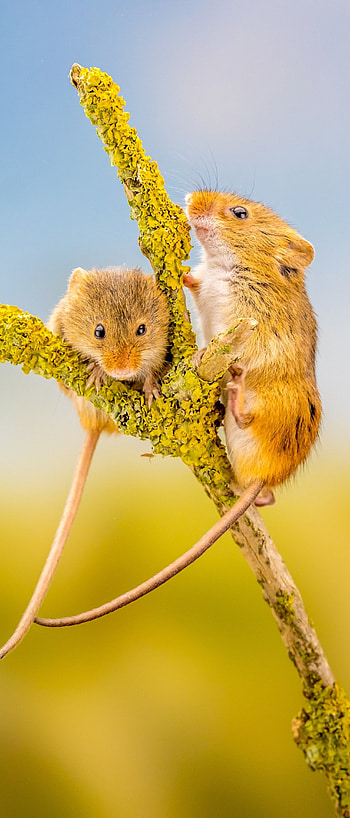 Mouse, small mammal, woodland creature, animal kingdom HD phone wallpaper