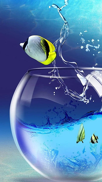 Moving, Fish Bowl, aquarium HD phone wallpaper