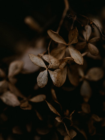 Flowers, Macro, Brown, Dry, Hydrangea HD phone wallpaper