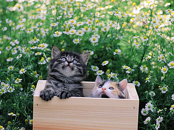 Animals, Cats HD wallpaper