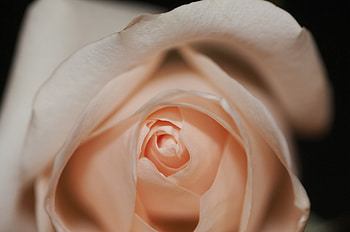 Macro, Rose Flower, Rose, Petals, Bud HD wallpaper
