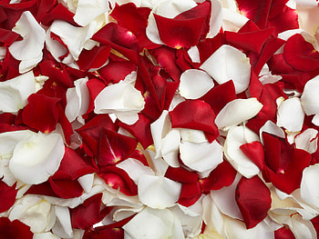 Flowers, Background HD wallpaper