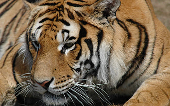Animals, Tigers HD wallpaper