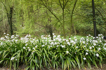 Nature, Flowers, Forest HD wallpaper