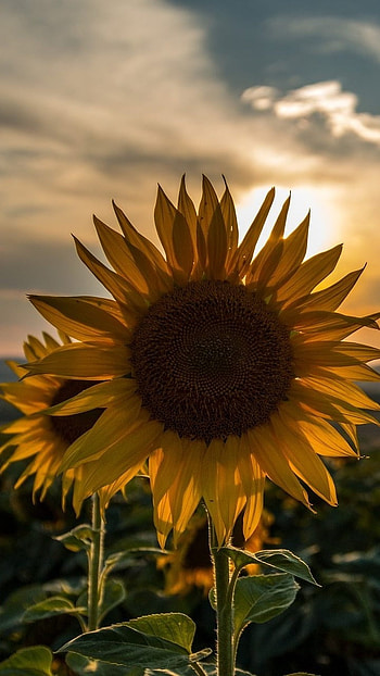 Sunflower, Beautiful Yellow, Flower HD phone wallpaper