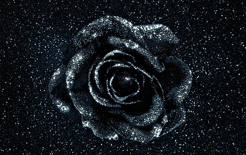 Glittering rose, rose, black, fantasy, flower, glitter, sky, stars HD wallpaper