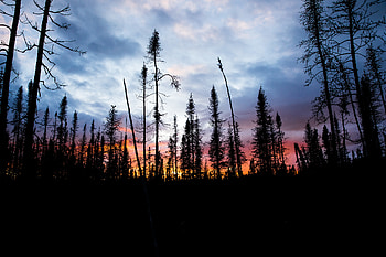 Nature, Trees, Sunset, Sky, Silhouette, Spruce, Fir HD wallpaper