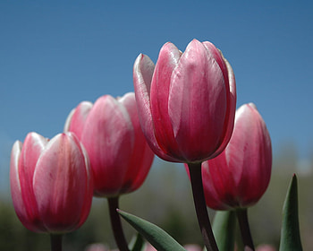 tulips for Andonia, pink, nature, flowers, tulips HD wallpaper