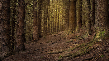 Forest, trees, nature, roots HD wallpaper