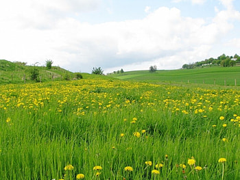 Dandelion Field, trees, coulds, field, house HD wallpaper