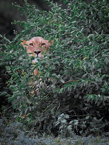 Animals, Leaves, Bush, Branches, Big Cat, Lioness HD phone wallpaper