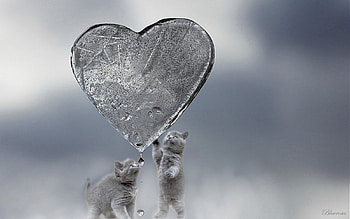 *two gifts of life... love and water*, two, frozen, blue eyes, grey, cats, drops, kittens, animals, heart, water HD wallpaper