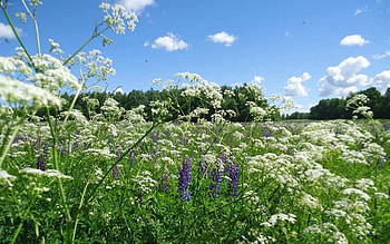 Summer Meadow, Latvia, meadow, flowers, wilde HD wallpaper
