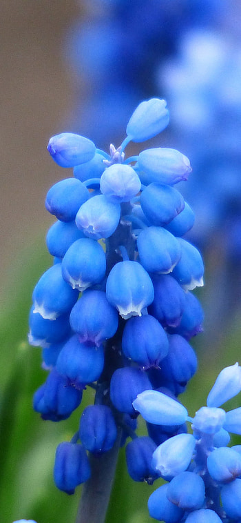 Bluebonnet, Muscari grape hyacinth, Blossom , Nature beauty HD phone wallpaper
