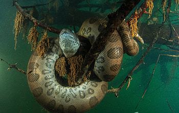 Anaconda, Diving in Brazil, Big fish expeditions HD wallpaper