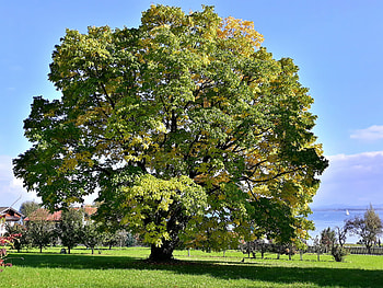Linden Tree, pracht baum, herrenchiemsee, samerberger HD wallpaper