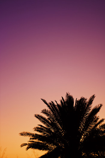 Sky, Twilight, Violet, Dark, Palm, Dusk, Purple HD phone wallpaper