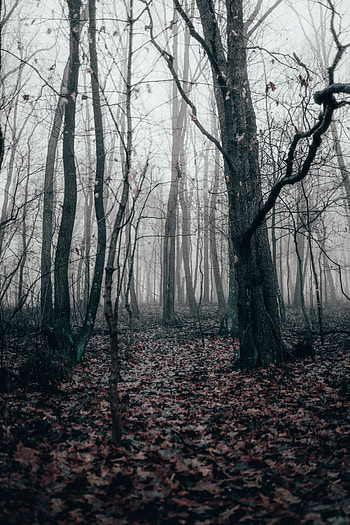 Nature, Trees, Autumn, Forest, Fog HD phone wallpaper