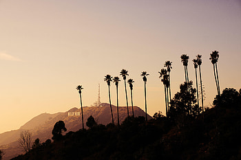 Nature, Mountains, Palms, Bush, Hollywood HD wallpaper