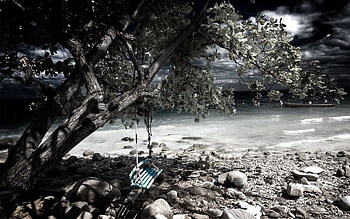Nature, Stones, Sea, Shore, Bank, Wood, Tree, Grey, Swing HD wallpaper