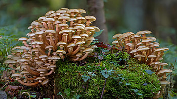 Forest mushrooms, Mossy wonderland, Fungi in nature, Mushrooms in moss HD wallpaper