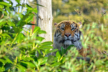 Animals, Muzzle, Predator, Relaxation, Rest, Tiger, Wildcat, Wild Cat, Thicket, Thickets HD wallpaper