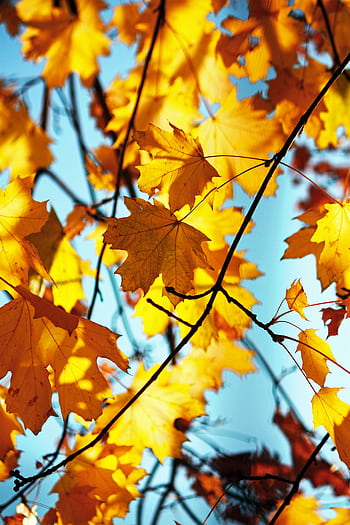 Bright autumn leaves on branches with a clear blue sky background in Kyiv. HD phone wallpaper
